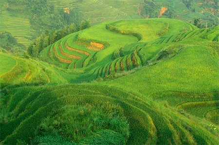 Green rice field in Guangxi province, China Stock Photo - Budget Royalty-Free & Subscription, Code: 400-05382770