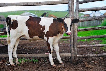 photo of dairy farm for cow feeds - A cow standing by the fence Stock Photo - Budget Royalty-Free & Subscription, Code: 400-05382788