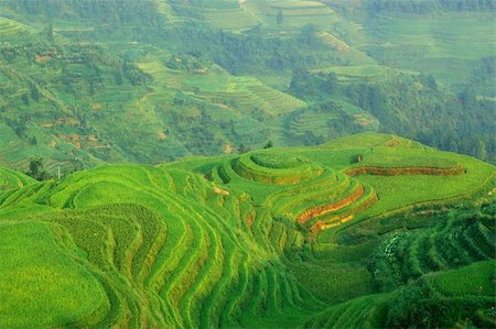 Green rice field in Guangxi province, China Stock Photo - Budget Royalty-Free & Subscription, Code: 400-05382781