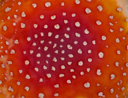 Close up of top of fly agaric mushroom Photographie de stock - Aubaine LD & Abonnement, Code: 400-05382878