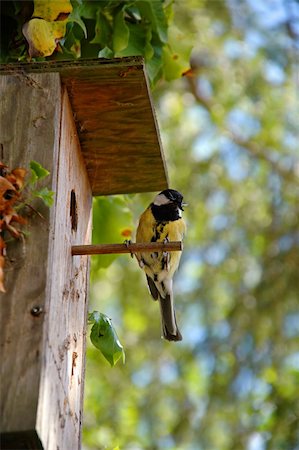 simsearch:400-06520273,k - Tit is siting by its birdhouse with a fly Stock Photo - Budget Royalty-Free & Subscription, Code: 400-05383046