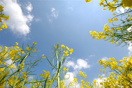 simsearch:400-06856670,k - Yellow rape and blue and cloudy sky. Photographie de stock - Aubaine LD & Abonnement, Code: 400-05383050