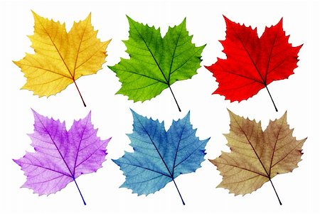 simsearch:400-04524191,k - Leaves vary in color. White background. Distinguished, with the leaves. Stock Photo - Budget Royalty-Free & Subscription, Code: 400-05383076