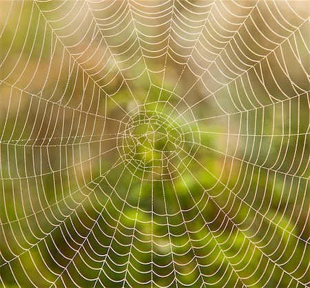 spider - closeup of spider web with dew drops in the morning Stock Photo - Budget Royalty-Free & Subscription, Code: 400-05383221