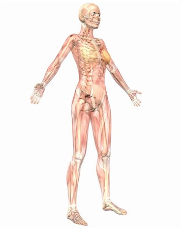 A illustration of the angled front view of the female muscular anatomy, semi transparent showing the skeletal anatomy. Very educational and detailed. Stockbilder - Microstock & Abonnement, Bildnummer: 400-05383234