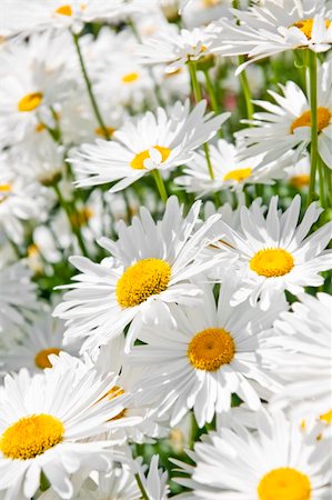 elenathewise (artist) - Close up of white daisy flowers blooming in garden Photographie de stock - Aubaine LD & Abonnement, Code: 400-05383375