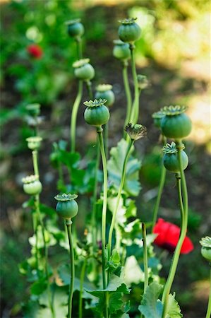 poppies pods - Tall green poppy pods and stems growing in garden Stock Photo - Budget Royalty-Free & Subscription, Code: 400-05383376