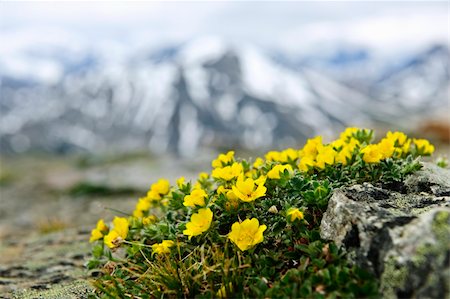 rockies and flowers - Alpine meadow with potentilla flowers blooming on Whistlers mountain in Jasper National Park, Canada Stock Photo - Budget Royalty-Free & Subscription, Code: 400-05383396