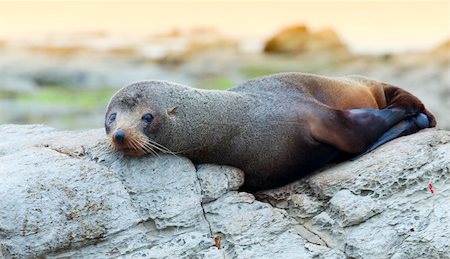 simsearch:400-06094384,k - A Hooker's Seal Lion resting on a rock on the New Zealand coast. Foto de stock - Royalty-Free Super Valor e Assinatura, Número: 400-05383457