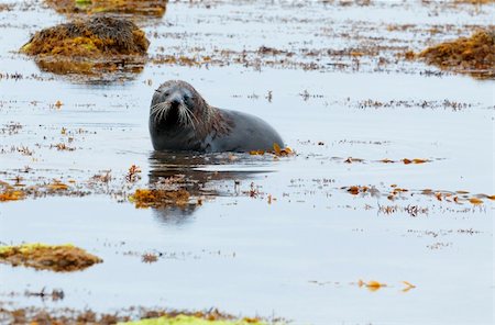 simsearch:400-06094384,k - A Hooker's Seal Lion swimming in low tide by the New Zealand coast. Fotografie stock - Microstock e Abbonamento, Codice: 400-05383458