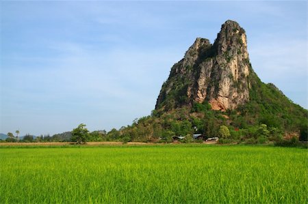 simsearch:400-07245923,k - This picture contain green rice field and the big mountain. Green field available in Thailand Stock Photo - Budget Royalty-Free & Subscription, Code: 400-05383612