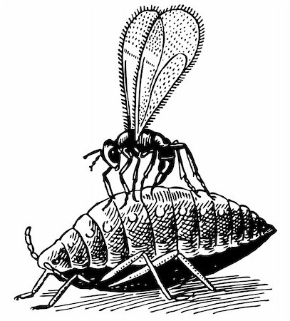 simsearch:400-06138663,k - Bug on the aphid Stock Photo - Budget Royalty-Free & Subscription, Code: 400-05383704
