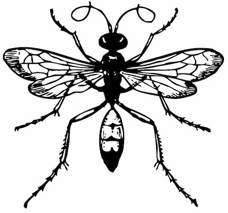 simsearch:400-05235027,k - Wasp Pompilus viaticus isolated on white Stockbilder - Microstock & Abonnement, Bildnummer: 400-05383775