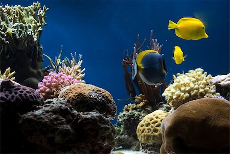 simsearch:614-06044267,k - aquarium with colorful tropical fish and corals Stockbilder - Microstock & Abonnement, Bildnummer: 400-05383926