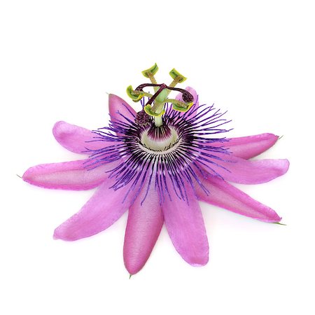 passiflora - Purple passion flower isolated over white background. Passiflora Photographie de stock - Aubaine LD & Abonnement, Code: 400-05664006