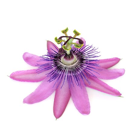 passiflora - Purple passion flower isolated over white background. Passiflora Stock Photo - Budget Royalty-Free & Subscription, Code: 400-05664006