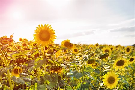 sunflower field rows - sunflower field over a cloudy blue sky Stock Photo - Budget Royalty-Free & Subscription, Code: 400-05664160
