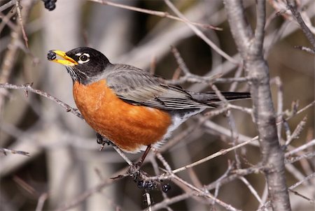 rouge-gorge - An american robin eating a berry in a tree. Photographie de stock - Aubaine LD & Abonnement, Code: 400-05664238