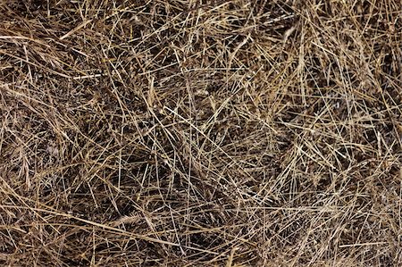 simsearch:400-04740844,k - the dry yellow hay background for design Photographie de stock - Aubaine LD & Abonnement, Code: 400-05664416