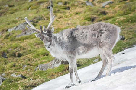 eco travel - Wild reindeer in natural habitat Foto de stock - Super Valor sin royalties y Suscripción, Código: 400-05664514