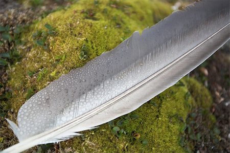 Feather on green tundra - Arctic, Spitsbergen Photographie de stock - Aubaine LD & Abonnement, Code: 400-05664518