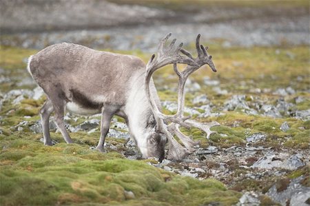 Wild  reindeer in green tundra Photographie de stock - Aubaine LD & Abonnement, Code: 400-05664521