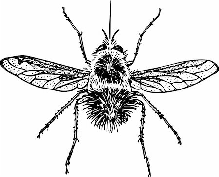 simsearch:400-05383771,k - Bumblebee isolated on white Stockbilder - Microstock & Abonnement, Bildnummer: 400-05664795