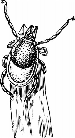 simsearch:400-09223319,k - Black beetle isolated on white Foto de stock - Super Valor sin royalties y Suscripción, Código: 400-05664813