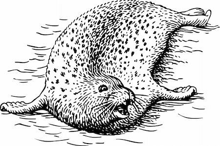 sur - Seal in the water Stock Photo - Budget Royalty-Free & Subscription, Code: 400-05665023