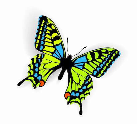 Butterfly Vector Illustration with shadow on white background Stock Photo - Budget Royalty-Free & Subscription, Code: 400-05665095