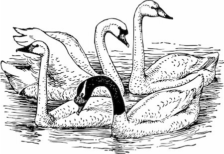 simsearch:400-05665173,k - Swans on the lake Foto de stock - Royalty-Free Super Valor e Assinatura, Número: 400-05665097