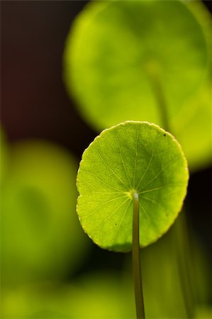 Centella asiatica leaves under the bright morning sun Stock Photo - Budget Royalty-Free & Subscription, Code: 400-05665090
