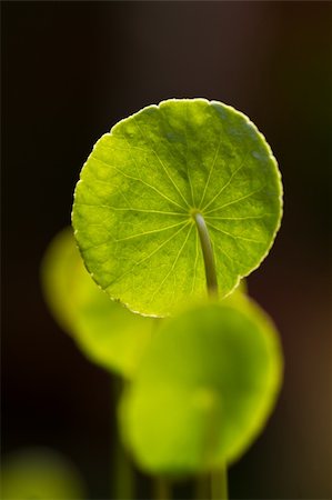 Centella asiatica leaves under the bright morning sun isolated with dark background Stock Photo - Budget Royalty-Free & Subscription, Code: 400-05665091