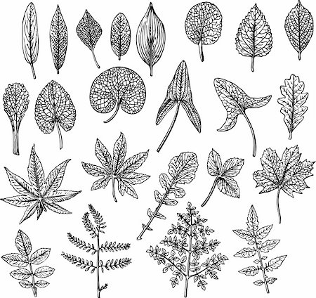 plant drawing decor - Many different leaves isolated on white Stock Photo - Budget Royalty-Free & Subscription, Code: 400-05665105