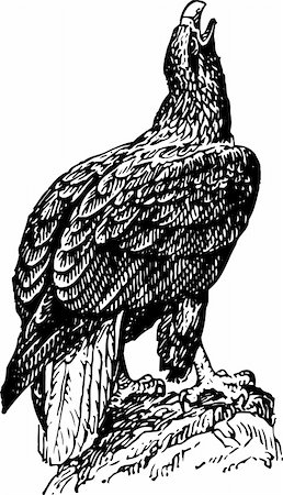 eagle emblem - Bird isolated Stock Photo - Budget Royalty-Free & Subscription, Code: 400-05665201