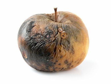 decaying fruit photography - rotten apple Stock Photo - Budget Royalty-Free & Subscription, Code: 400-05665471
