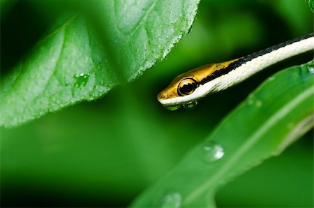 little snake in green nature or in forest Stock Photo - Budget Royalty-Free & Subscription, Code: 400-05665551