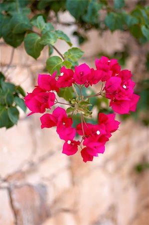 small red flowers in the shape of a heart on a stone wall background Stock Photo - Budget Royalty-Free & Subscription, Code: 400-05665738