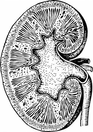Human kidney isolated on white Photographie de stock - Aubaine LD & Abonnement, Code: 400-05665778