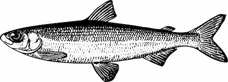 simsearch:400-05665760,k - Fish coregonus albula isolated on white Stock Photo - Budget Royalty-Free & Subscription, Code: 400-05665832