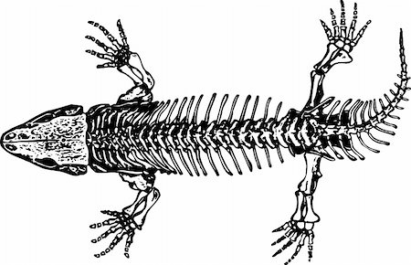 Skeleton of seymouria isolated on white Photographie de stock - Aubaine LD & Abonnement, Code: 400-05665901