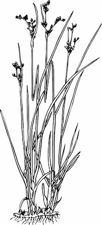 sedge grasses - Juncus isolated on white Stock Photo - Budget Royalty-Free & Subscription, Code: 400-05665915