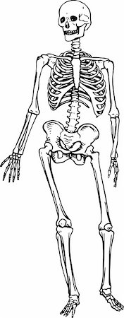 Human skeleton isolated on white Stock Photo - Budget Royalty-Free & Subscription, Code: 400-05665918