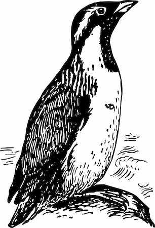 simsearch:400-05665947,k - Penguin synthliboramphus antiquus isolated on white Foto de stock - Super Valor sin royalties y Suscripción, Código: 400-05665935