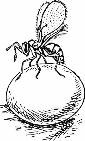 Stingless wasp (trichogramma) on the egg Foto de stock - Super Valor sin royalties y Suscripción, Código: 400-05665973
