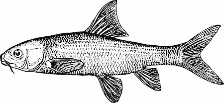 simsearch:400-05356119,k - Fish varicorhinus isolated on white Foto de stock - Super Valor sin royalties y Suscripción, Código: 400-05666026