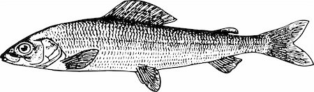 simsearch:400-05356119,k - Fish thymallidae isolated on white Foto de stock - Super Valor sin royalties y Suscripción, Código: 400-05666021