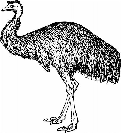 Emu (Dromiceiidae) isolated on white Photographie de stock - Aubaine LD & Abonnement, Code: 400-05666042