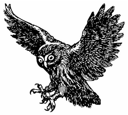 simsearch:400-05666268,k - owl flyung isolated on white Foto de stock - Super Valor sin royalties y Suscripción, Código: 400-05666193
