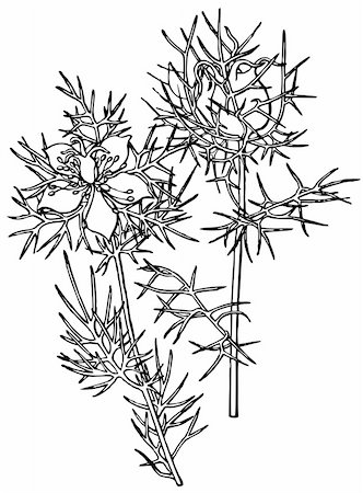 plant drawing decor - Plant Nigella damascena isolated on white Stock Photo - Budget Royalty-Free & Subscription, Code: 400-05666338